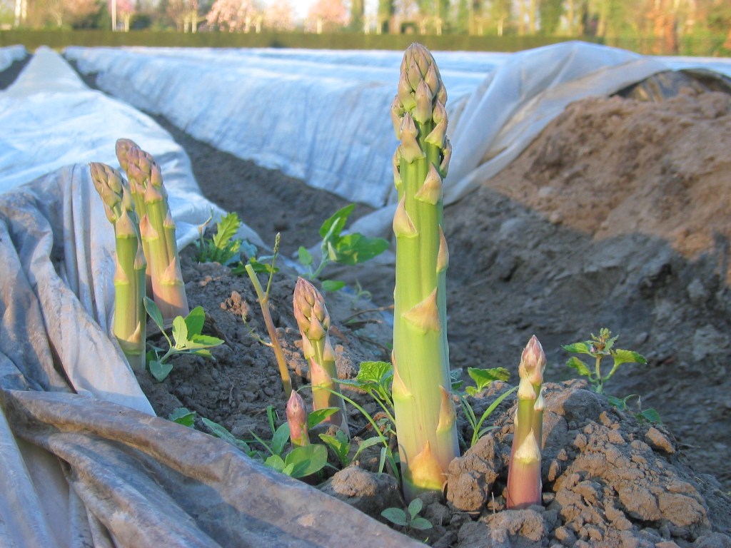 Food Supply Essentials